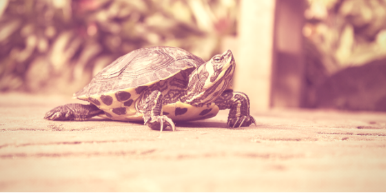 4 Ways to escape the new business turtle position